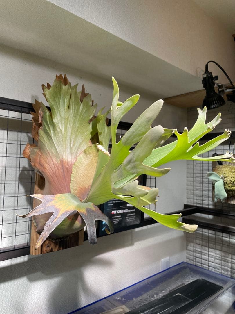 年末まで値下げします！ビカクシダ　patragarden#1 親株本体子株付