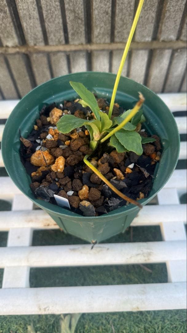 こ*ん様 メビウスのようなセミダブル　加藤農園　株分苗