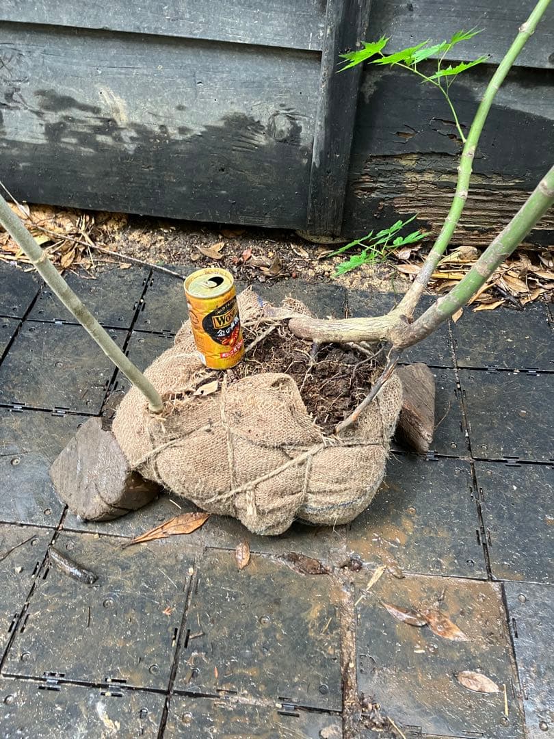 山採り　ヒナウチワカエデ アオダモ　混合株