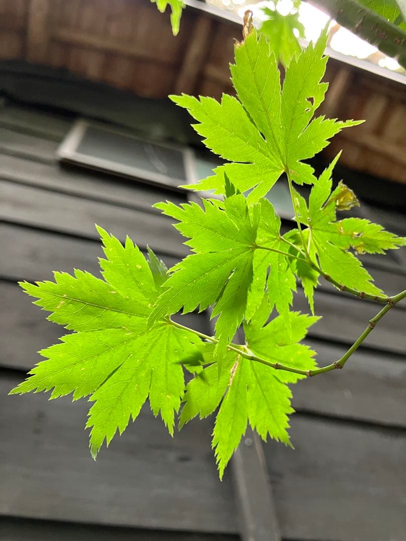 山採り　ヒナウチワカエデ アオダモ　混合株