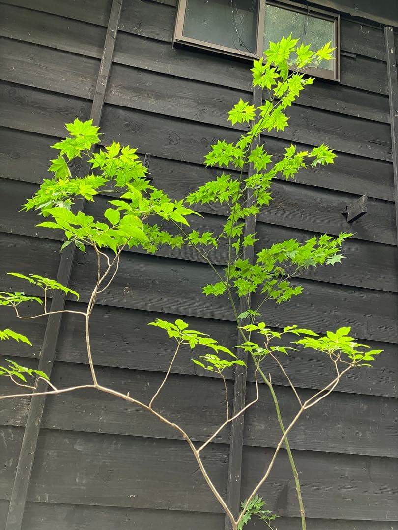 山採り　ヒナウチワカエデ アオダモ　混合株