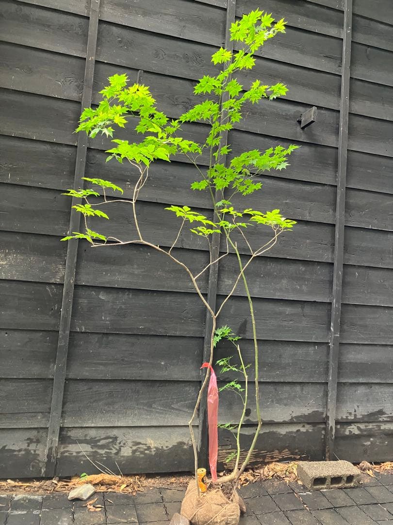 山採り　ヒナウチワカエデ アオダモ　混合株