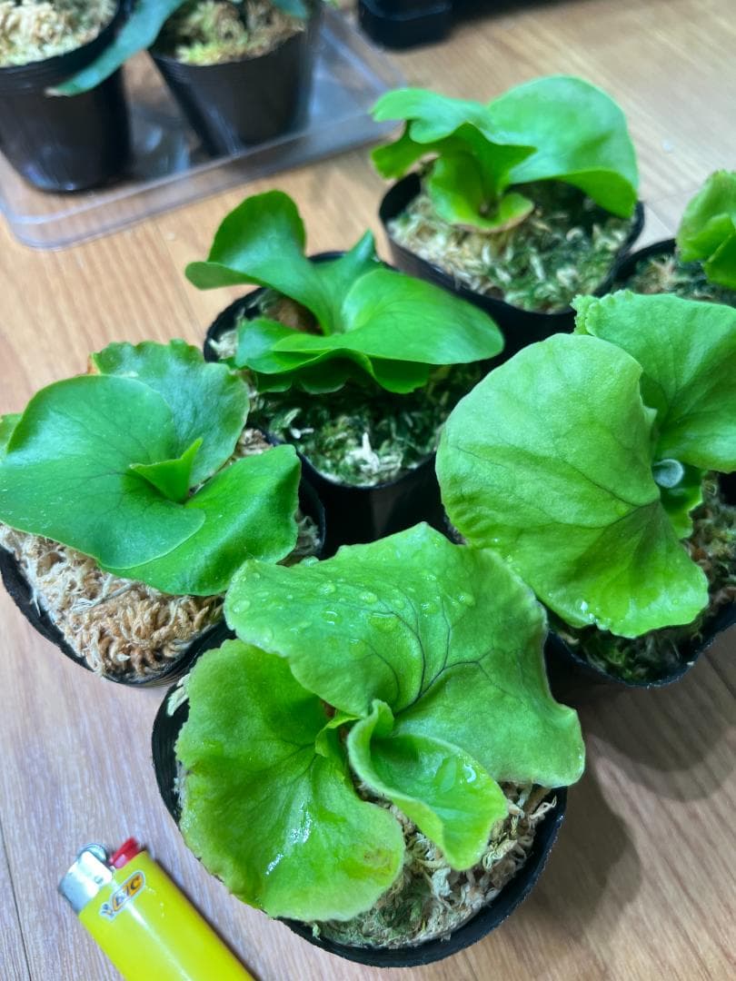 j*o様 【お得な６株セット】ビカクシダ　リドレイ＆コロナリウム　各３株