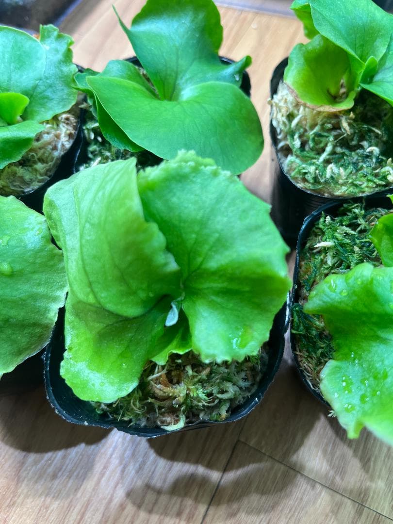 j*o様 【お得な６株セット】ビカクシダ　リドレイ＆コロナリウム　各３株