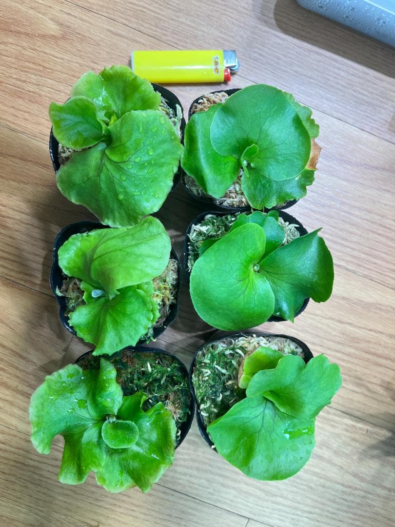 j*o様 【お得な６株セット】ビカクシダ　リドレイ＆コロナリウム　各３株