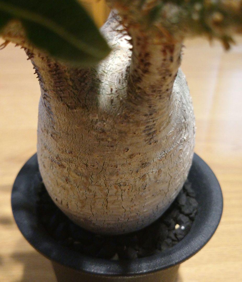 現地球 発根済み グラキリス 丸々美株 フラワーガーデンIZUMI