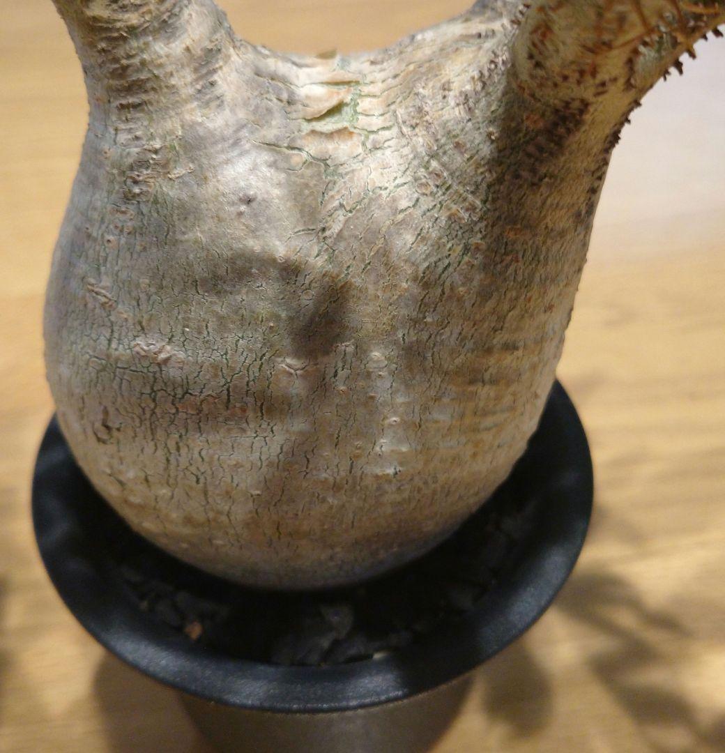 現地球 発根済み グラキリス 丸々美株 フラワーガーデンIZUMI