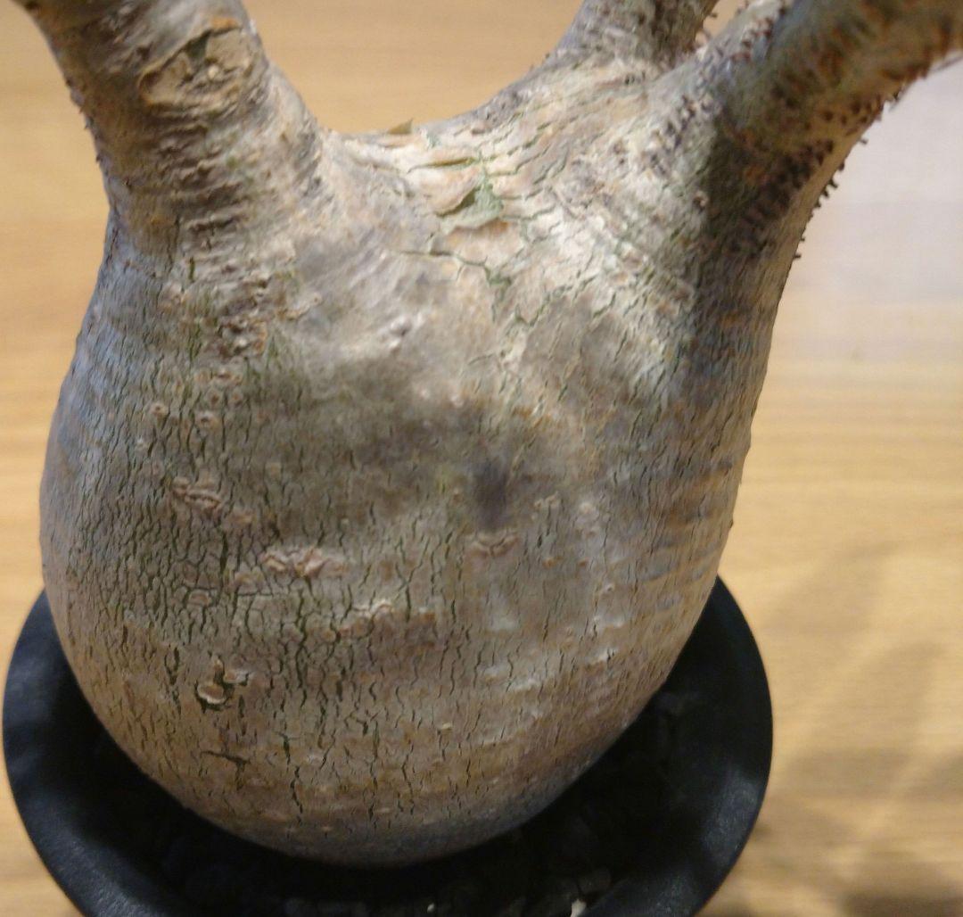 現地球 発根済み グラキリス 丸々美株 フラワーガーデンIZUMI