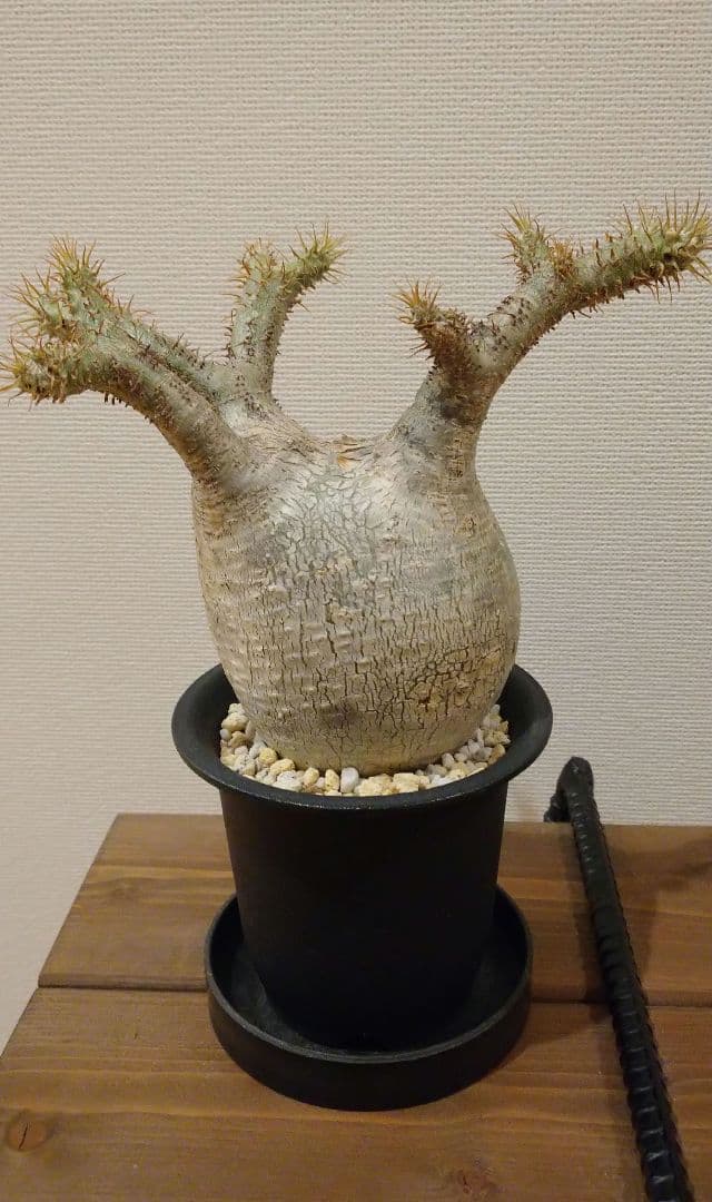 現地球 発根済み グラキリス 丸々美株 フラワーガーデンIZUMI