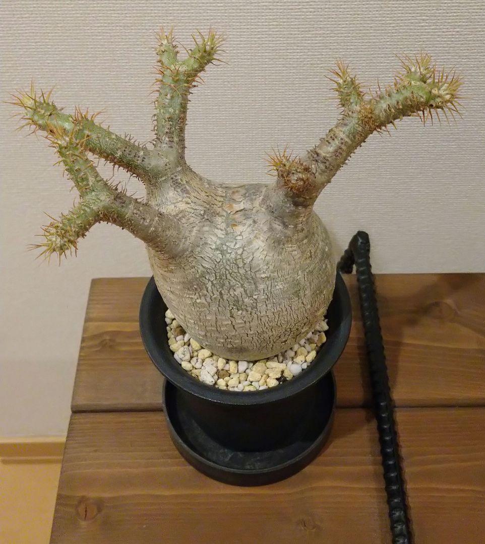 現地球 発根済み グラキリス 丸々美株 フラワーガーデンIZUMI