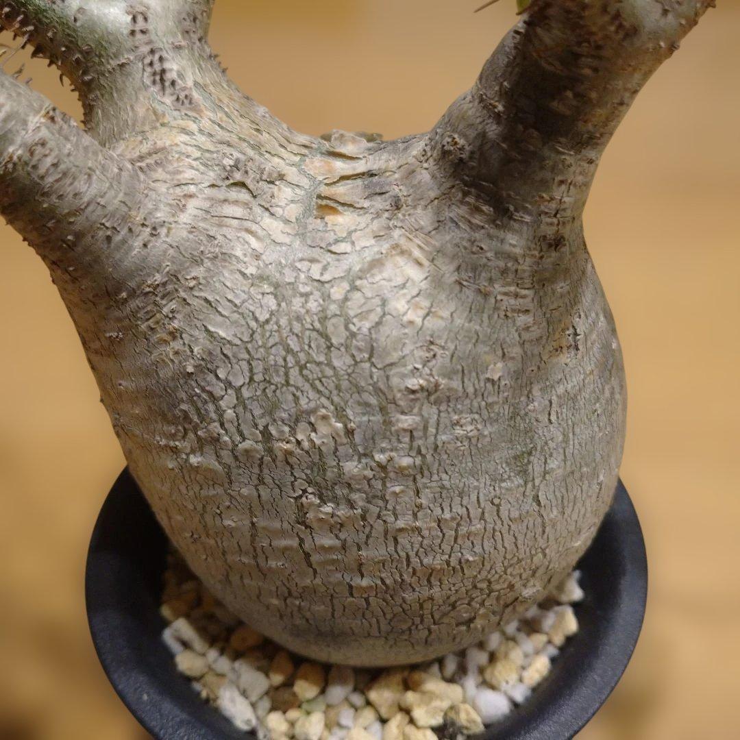 現地球 発根済み グラキリス 丸々美株 フラワーガーデンIZUMI