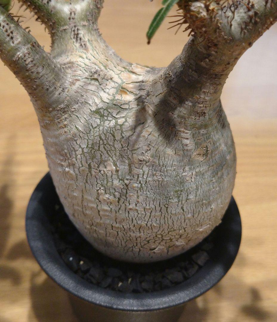 現地球 発根済み グラキリス 丸々美株 フラワーガーデンIZUMI