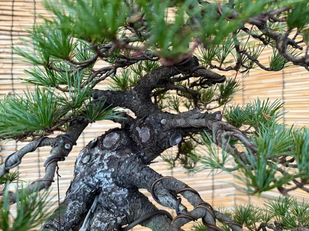 ◎貴重・五葉松《山採り》サバ幹・太幹・山木！