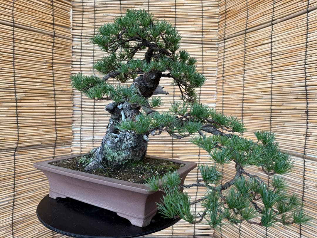 ◎貴重・五葉松《山採り》サバ幹・太幹・山木！