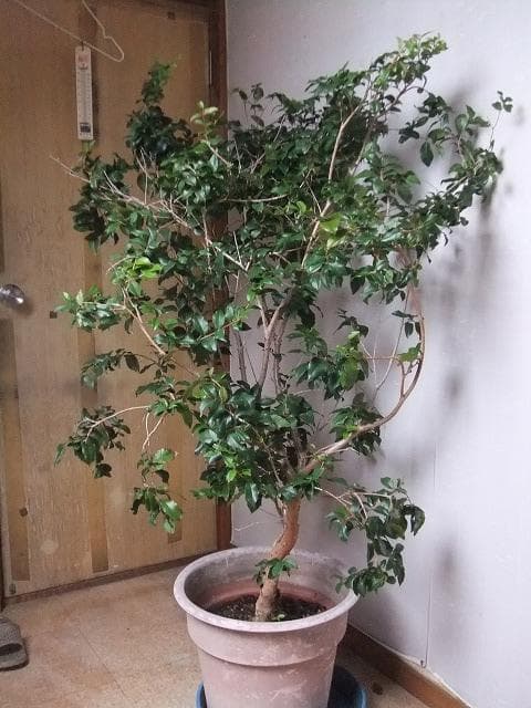 ジャボチカバ 苗10年生 接ぎ木 ポット大苗 苗木 熱帯果樹 観葉植物 大葉品種