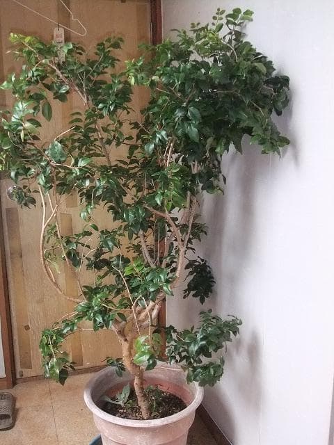 ジャボチカバ 苗10年生 接ぎ木 ポット大苗 苗木 熱帯果樹 観葉植物 大葉品種