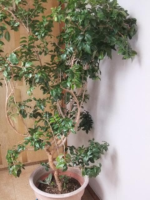 ジャボチカバ 苗10年生 接ぎ木 ポット大苗 苗木 熱帯果樹 観葉植物 大葉品種