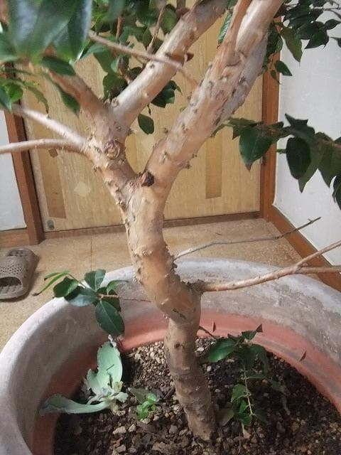 ジャボチカバ 苗10年生 接ぎ木 ポット大苗 苗木 熱帯果樹 観葉植物 大葉品種