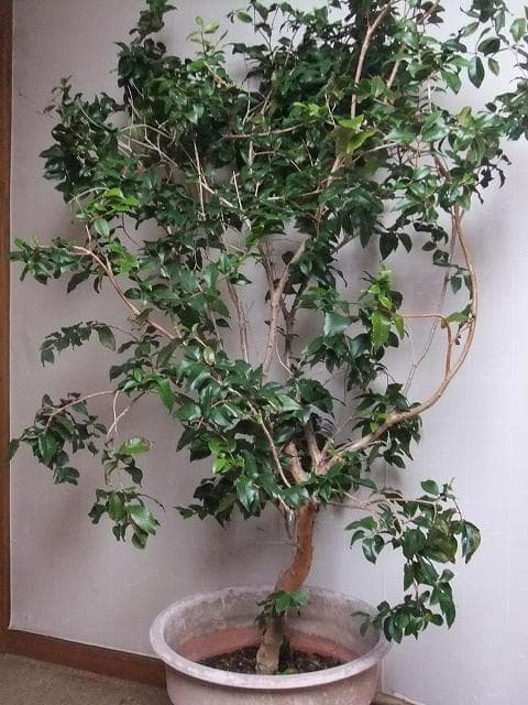 ジャボチカバ 苗10年生 接ぎ木 ポット大苗 苗木 熱帯果樹 観葉植物 大葉品種