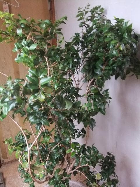 ジャボチカバ 苗10年生 接ぎ木 ポット大苗 苗木 熱帯果樹 観葉植物 大葉品種