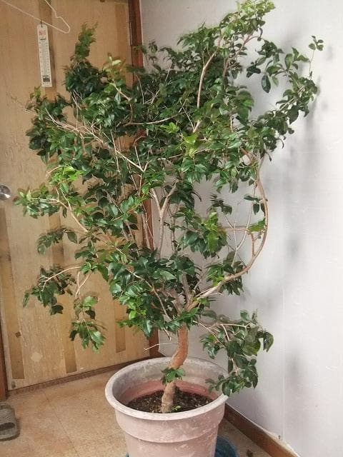 ジャボチカバ 苗10年生 接ぎ木 ポット大苗 苗木 熱帯果樹 観葉植物 大葉品種