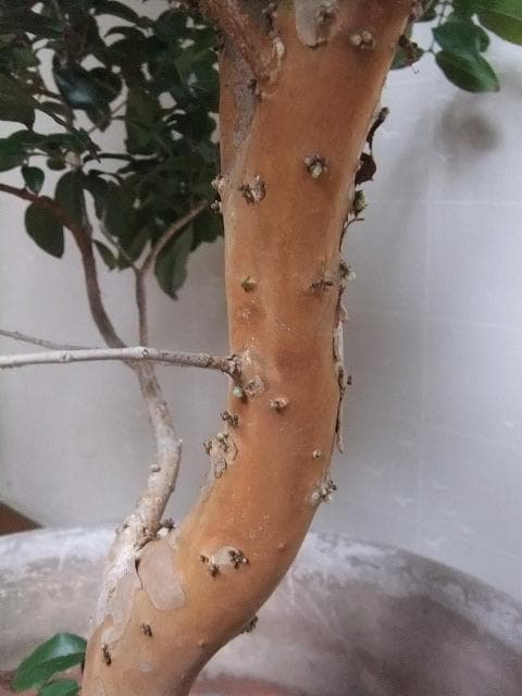 ジャボチカバ 苗10年生 接ぎ木 ポット大苗 苗木 熱帯果樹 観葉植物 大葉品種