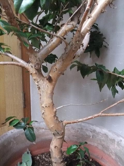 ジャボチカバ 苗10年生 接ぎ木 ポット大苗 苗木 熱帯果樹 観葉植物 大葉品種