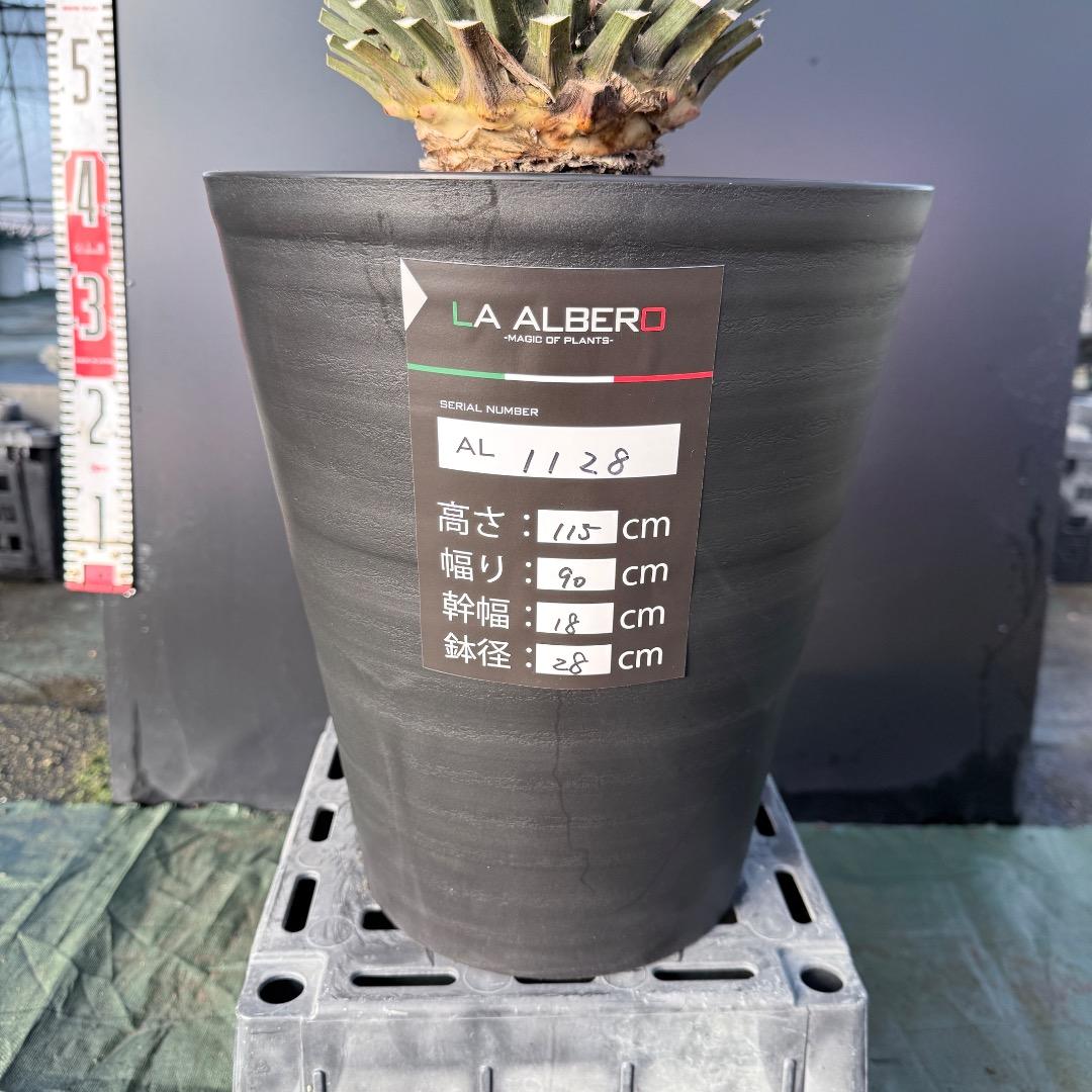 Z*Z様 【AL1128】ユッカ　リギダ