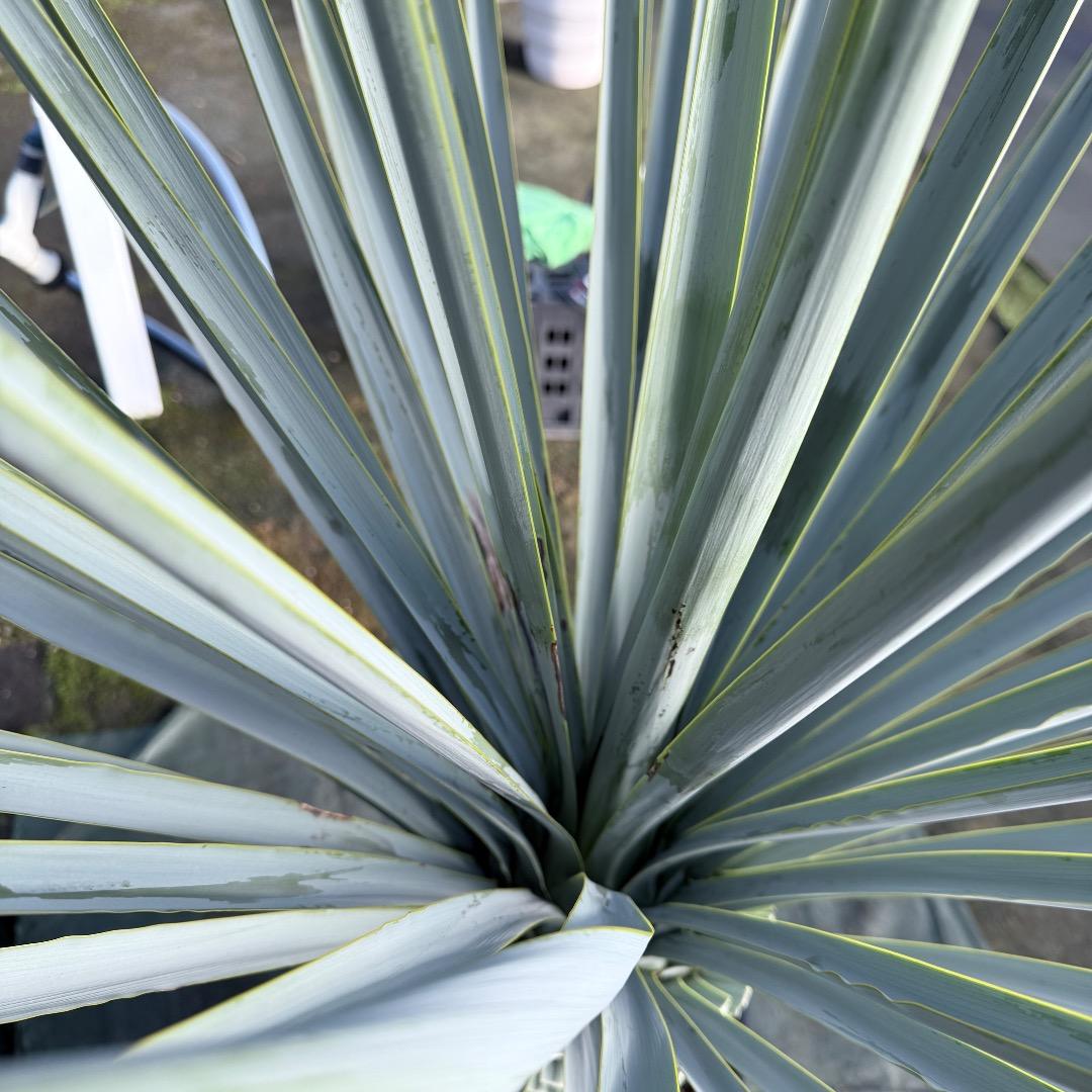 Z*Z様 【AL1128】ユッカ　リギダ