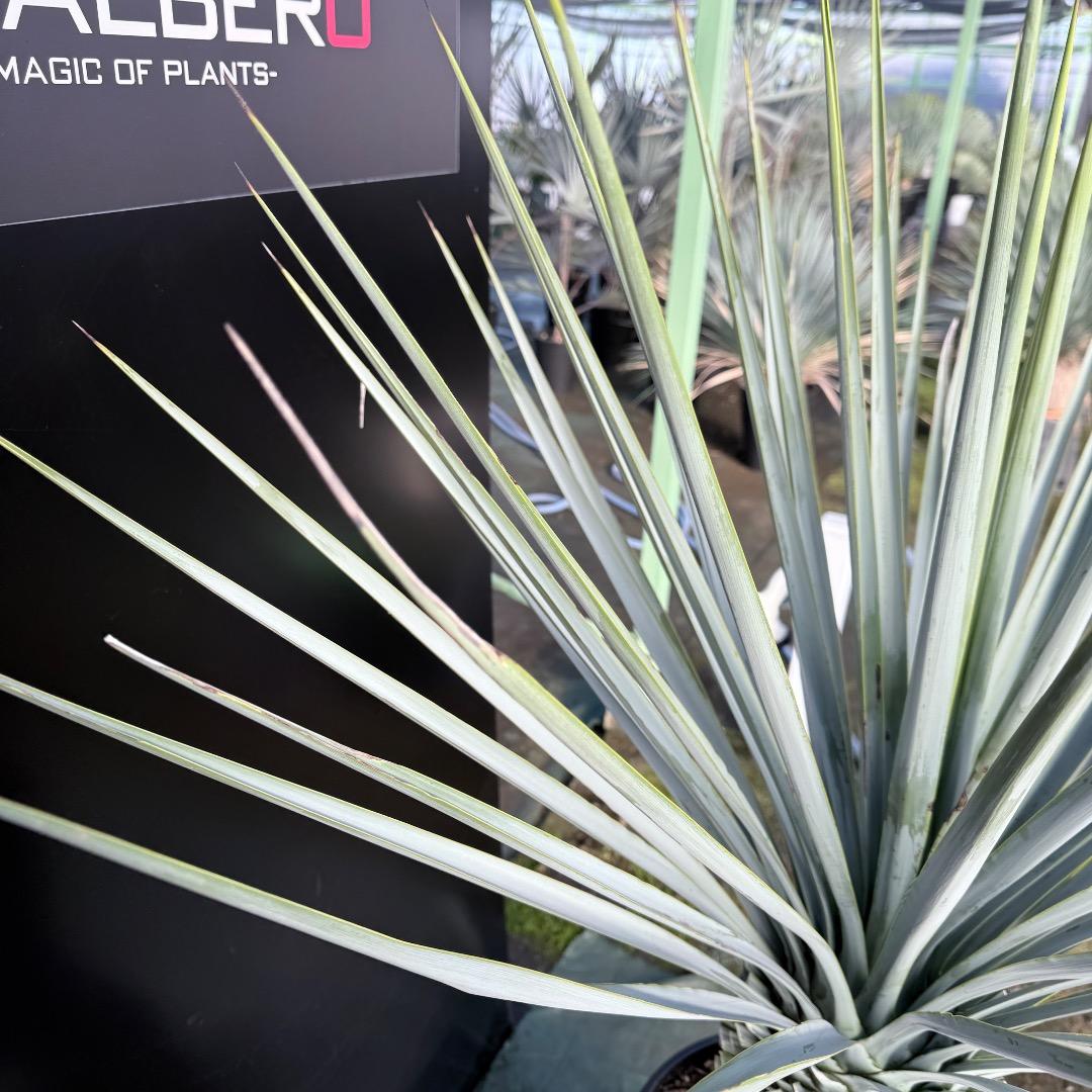 Z*Z様 【AL1128】ユッカ　リギダ