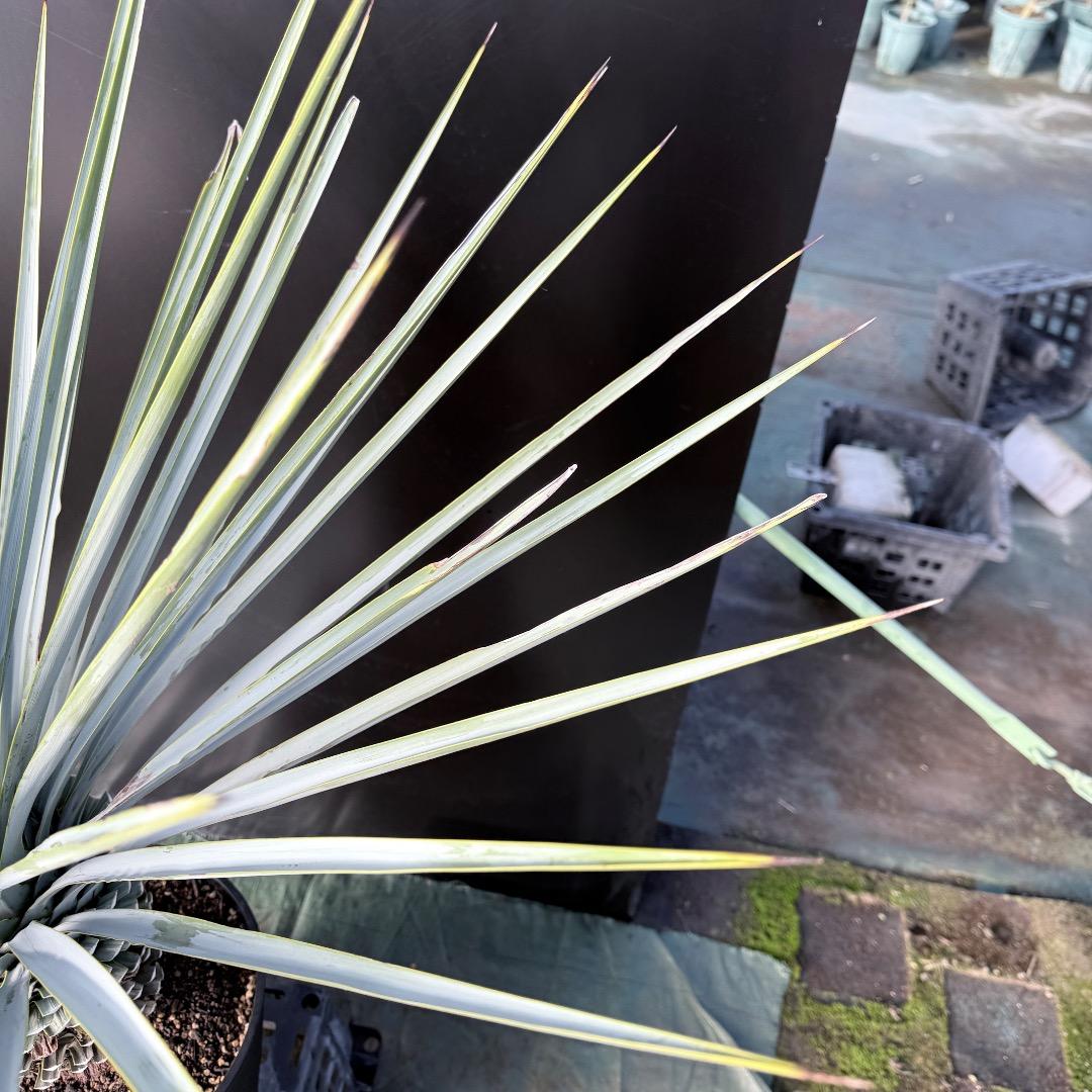 Z*Z様 【AL1128】ユッカ　リギダ