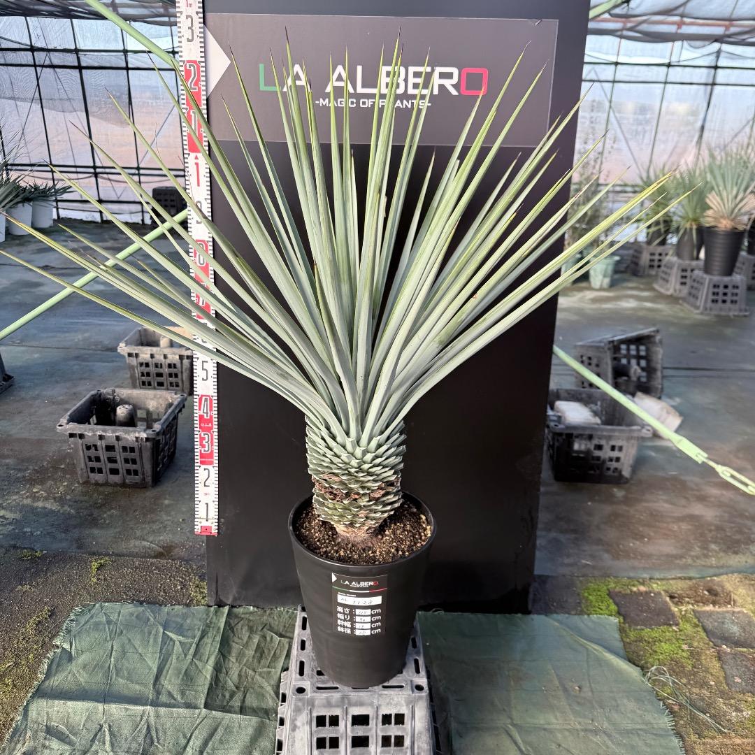 Z*Z様 【AL1128】ユッカ　リギダ