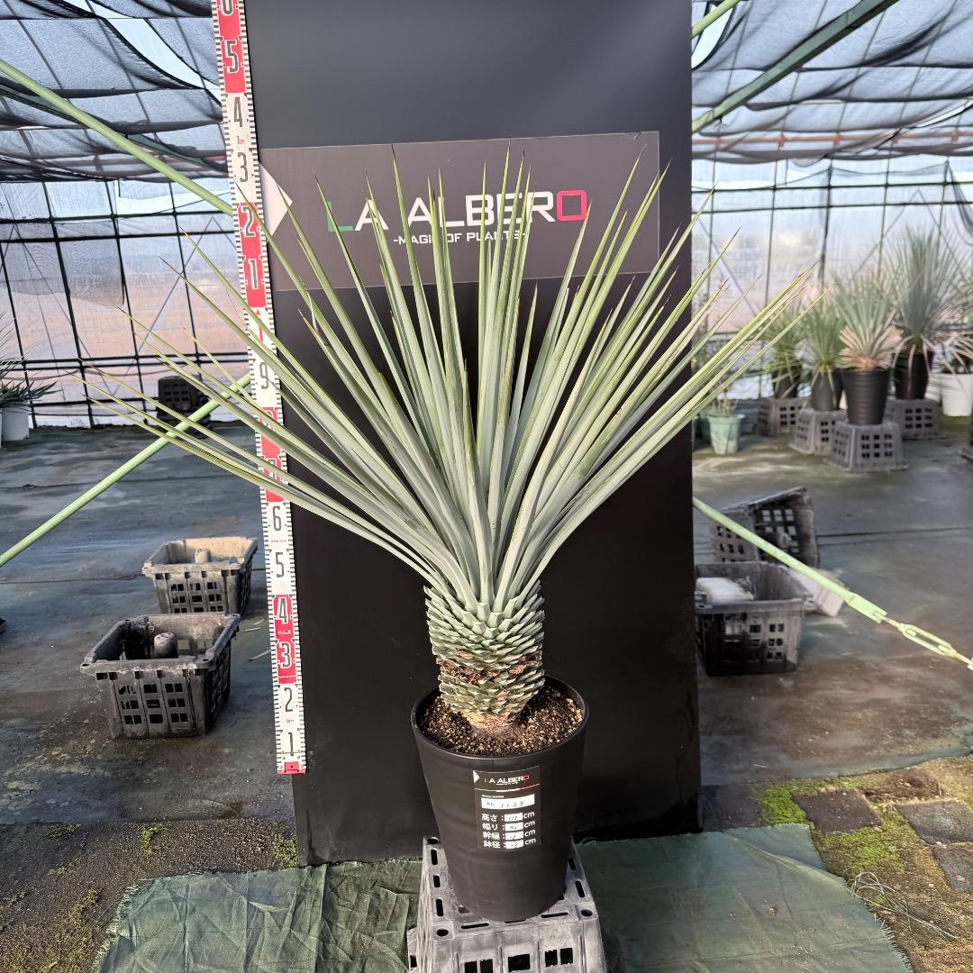 Z*Z様 【AL1128】ユッカ　リギダ