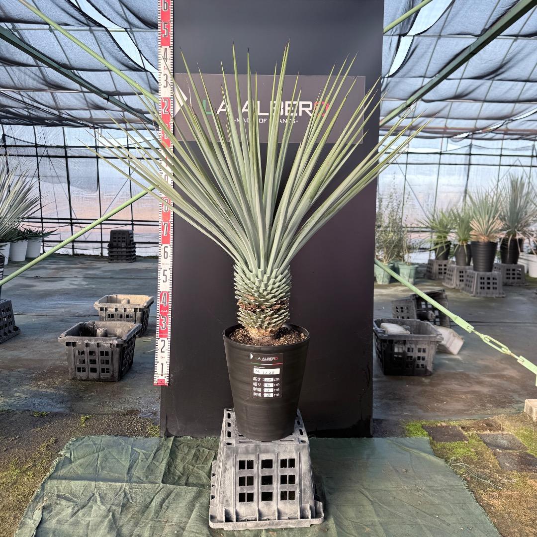 Z*Z様 【AL1128】ユッカ　リギダ