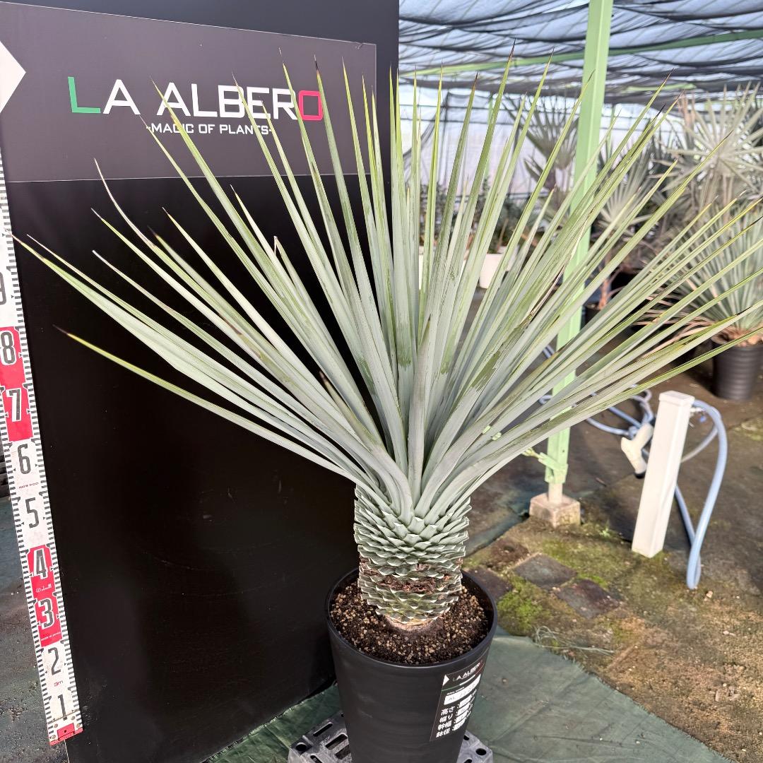 Z*Z様 【AL1128】ユッカ　リギダ