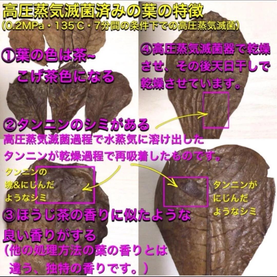 小サイズ 15枚 高圧蒸気滅菌済み沖縄県産無農薬モモタマナ - メルカリ