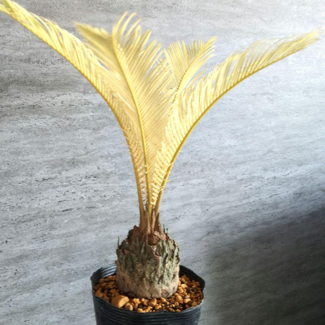 N*i様 【極上】 黄金ソテツ 大株 ソテツ 蘇鉄 黄金蘇鉄 サボテン