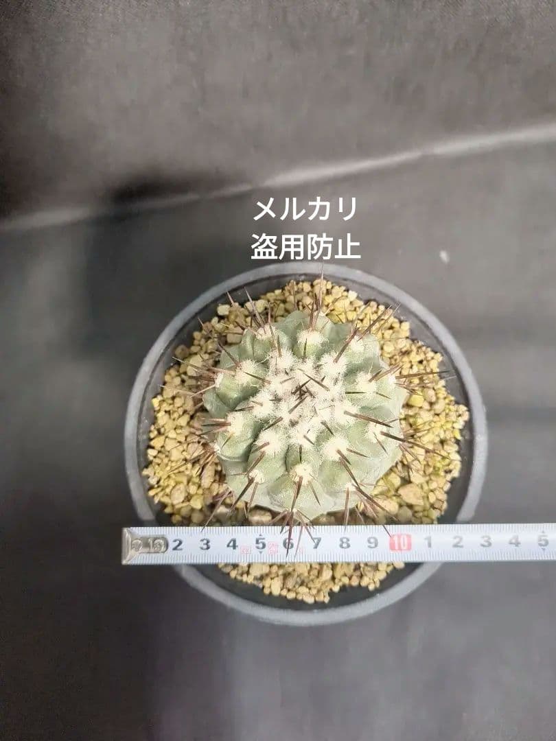 Copiapoa　コピアポア シネレア　黒王丸　美株