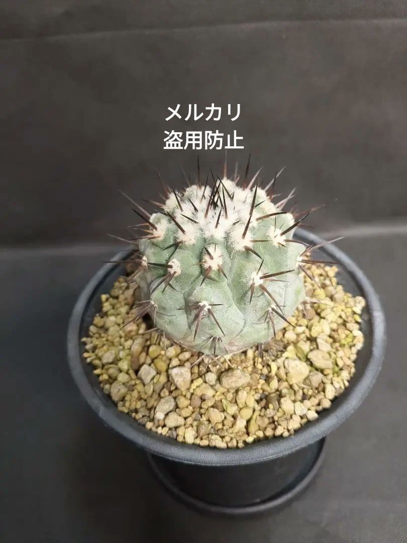 Copiapoa　コピアポア シネレア　黒王丸　美株