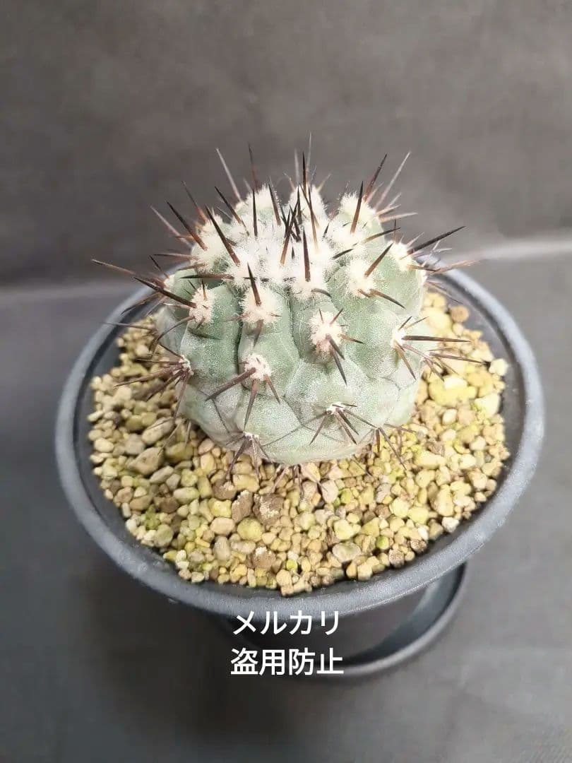 Copiapoa　コピアポア シネレア　黒王丸　美株