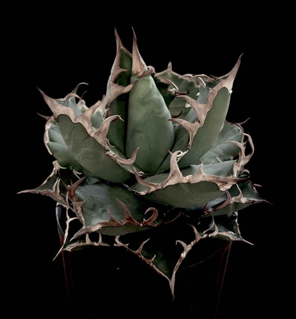 レア特価【CG産】アガベ チタノタ シチリア スパチタ カクタスグリーン