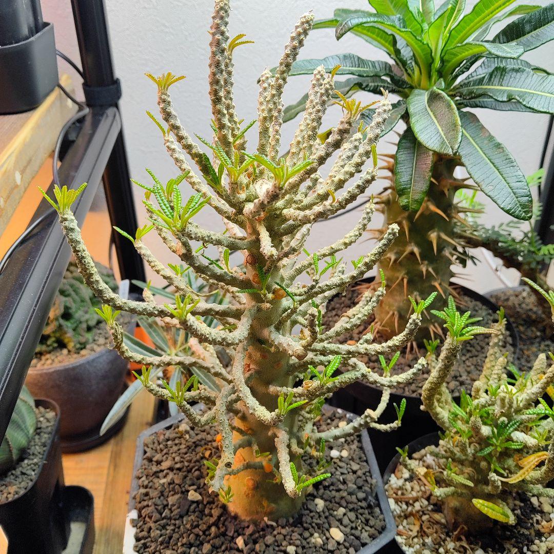 1/20更新】ドルステニア ギガス ブラータ 牛乳植物