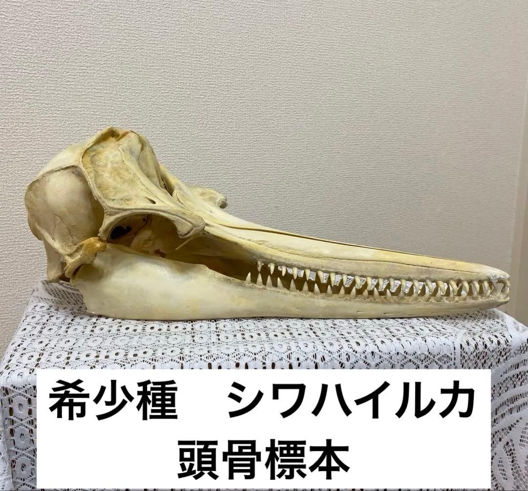 超希少種 シワハイルカ 頭骨 標本 海棲生物 いるか イルカ - メルカリ