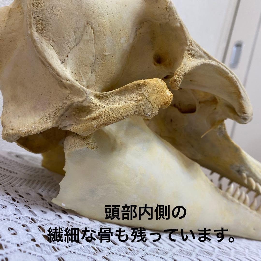 超希少種 シワハイルカ 頭骨 標本 海棲生物 いるか イルカ - メルカリ