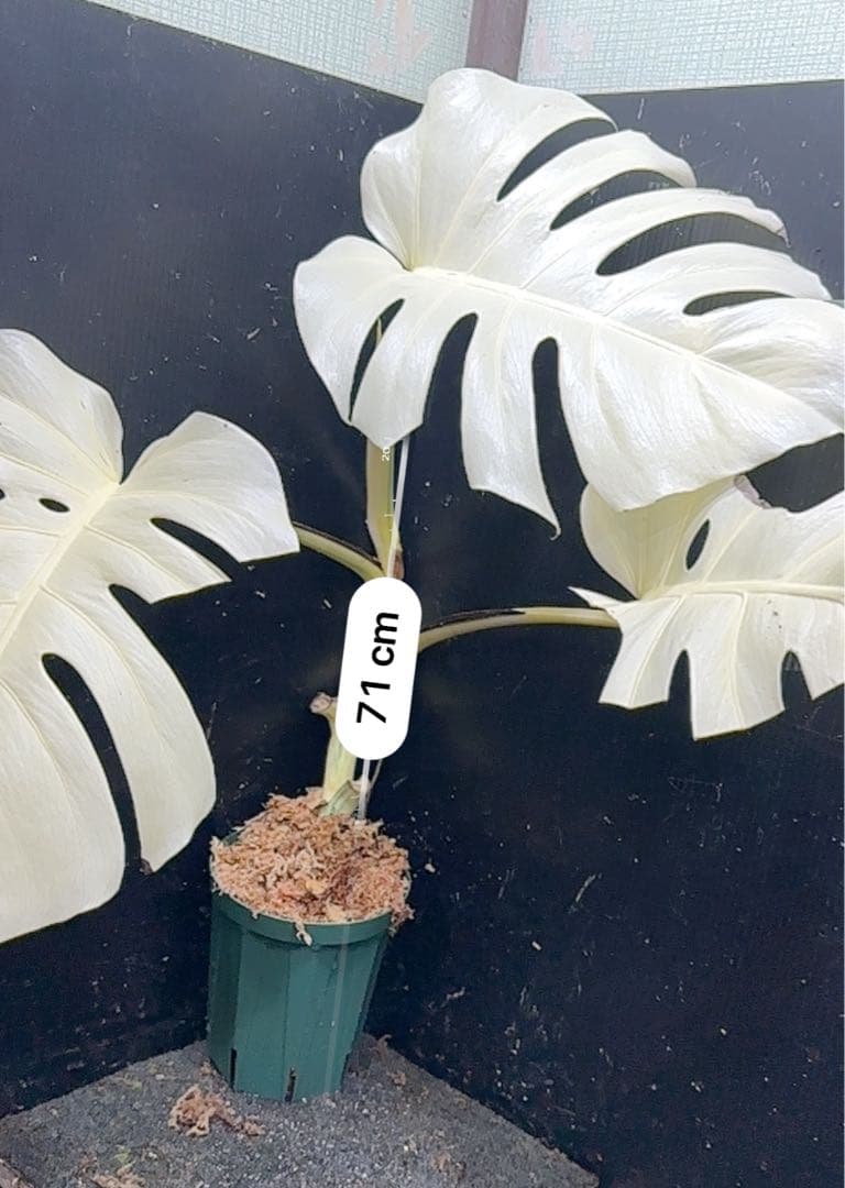 マ*ー様 斑入りモンステラ極上ホワイトタイガーフルムーン4号鉢植え発根済み