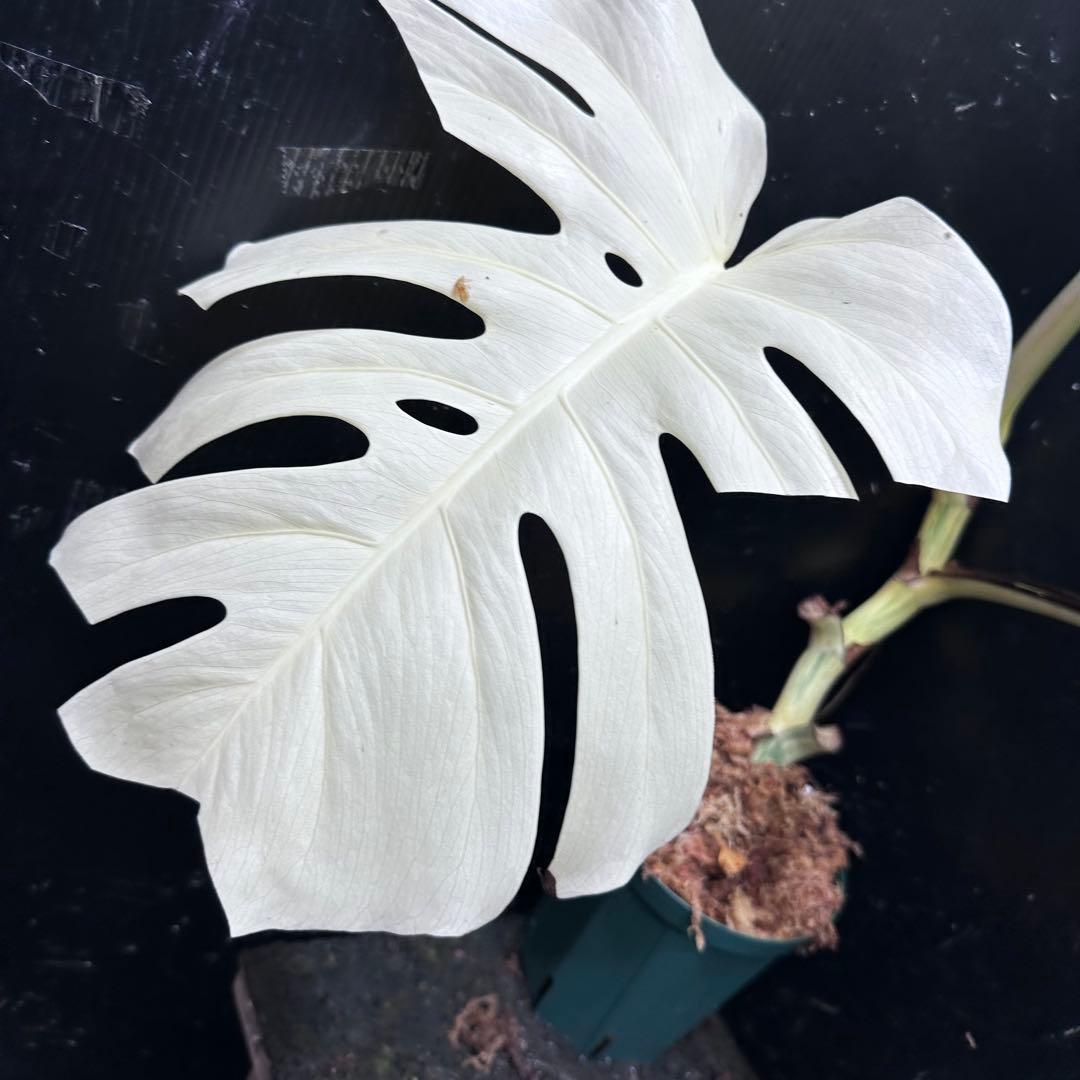 マ*ー様 斑入りモンステラ極上ホワイトタイガーフルムーン4号鉢植え発根済み