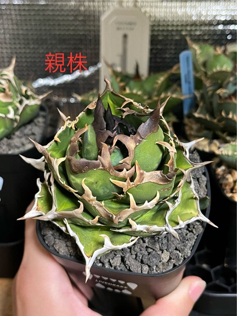 アガベ　オアハカ　オテロイ