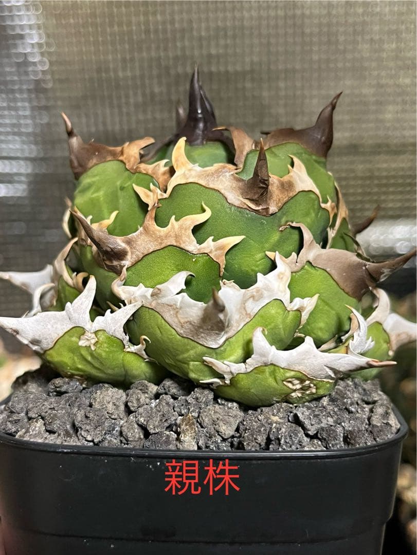 アガベ　オアハカ　オテロイ