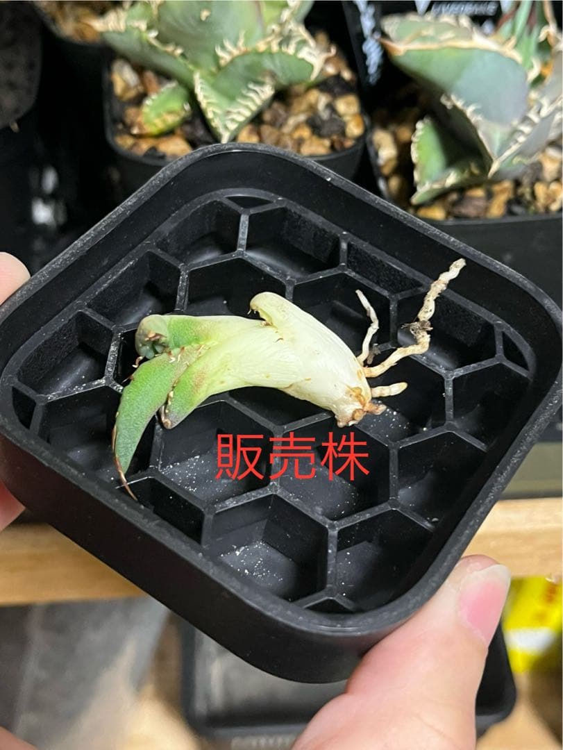 アガベ　オアハカ　オテロイ