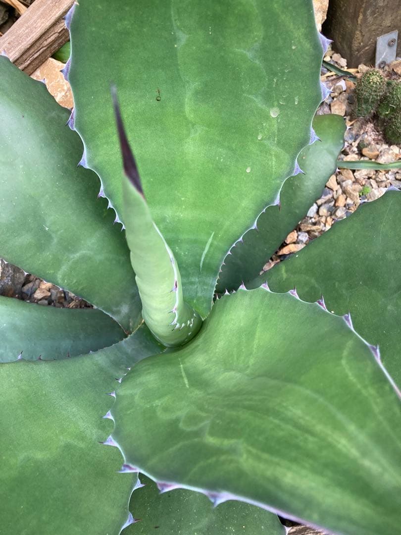 耐寒性アガベ サルミアナフェロックス大苗◇ドライガーデン多肉サボテン南国ユッカ